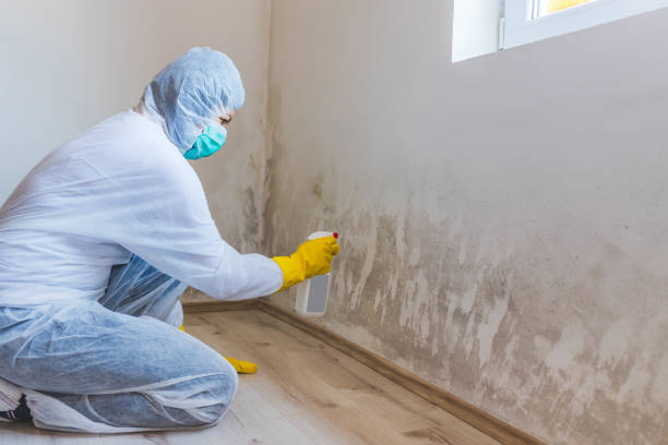 Licensed Commercial Mold Remediation service in Mendota, MN - WQB Mold Removal